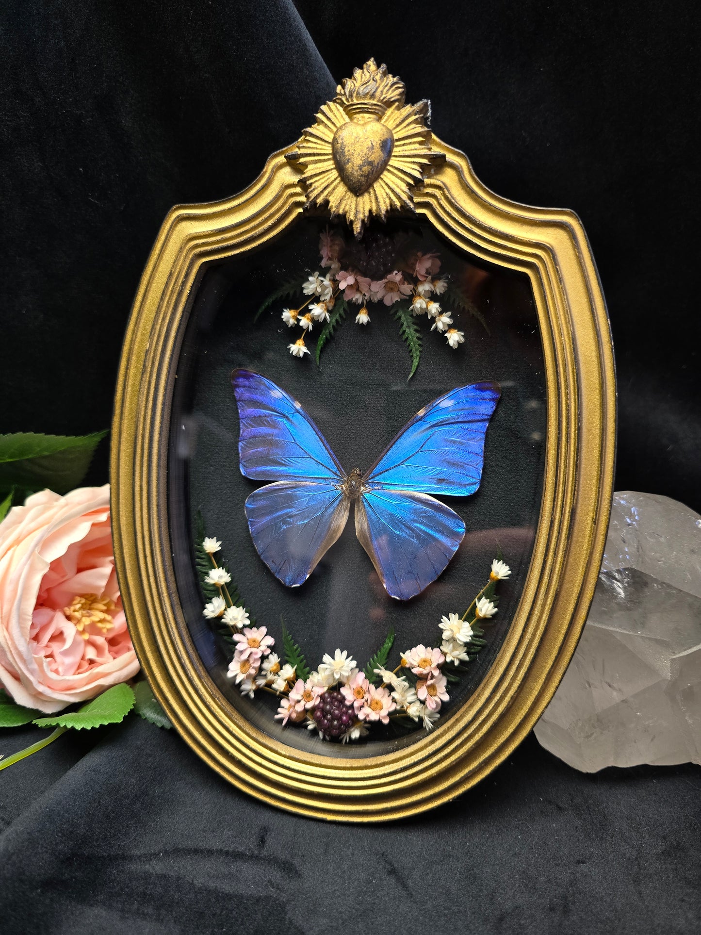 Finest Obituaries | Schmetterling "Morpho Adonis" in Barockrahmen