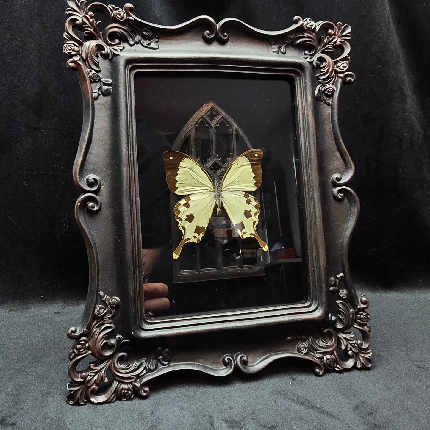 Finest Obituaries | Butterfly "Dardanus Meriones" in Baroque Frame