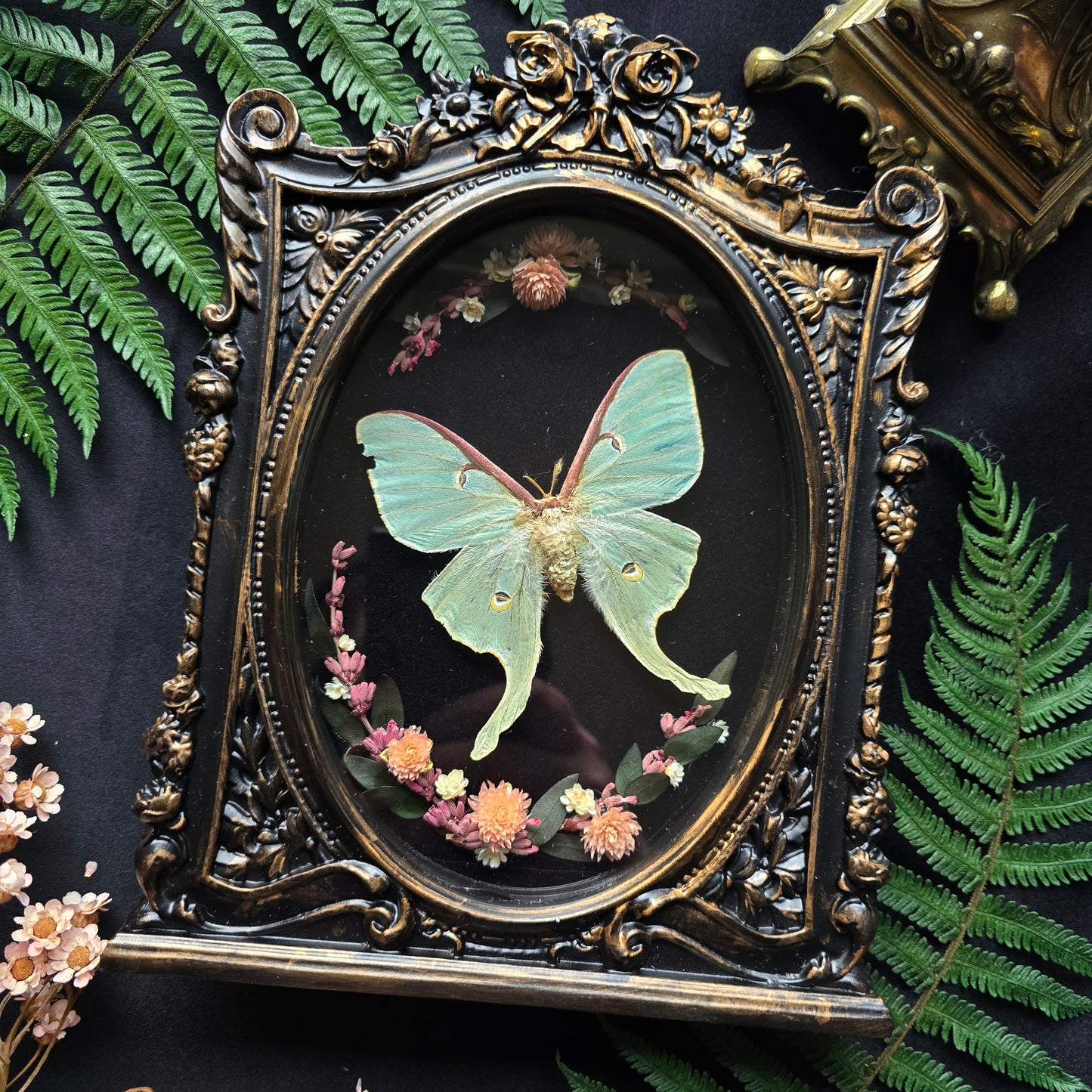 Finest Obituaries | Motte "Actias Luna" in Barockrahmen