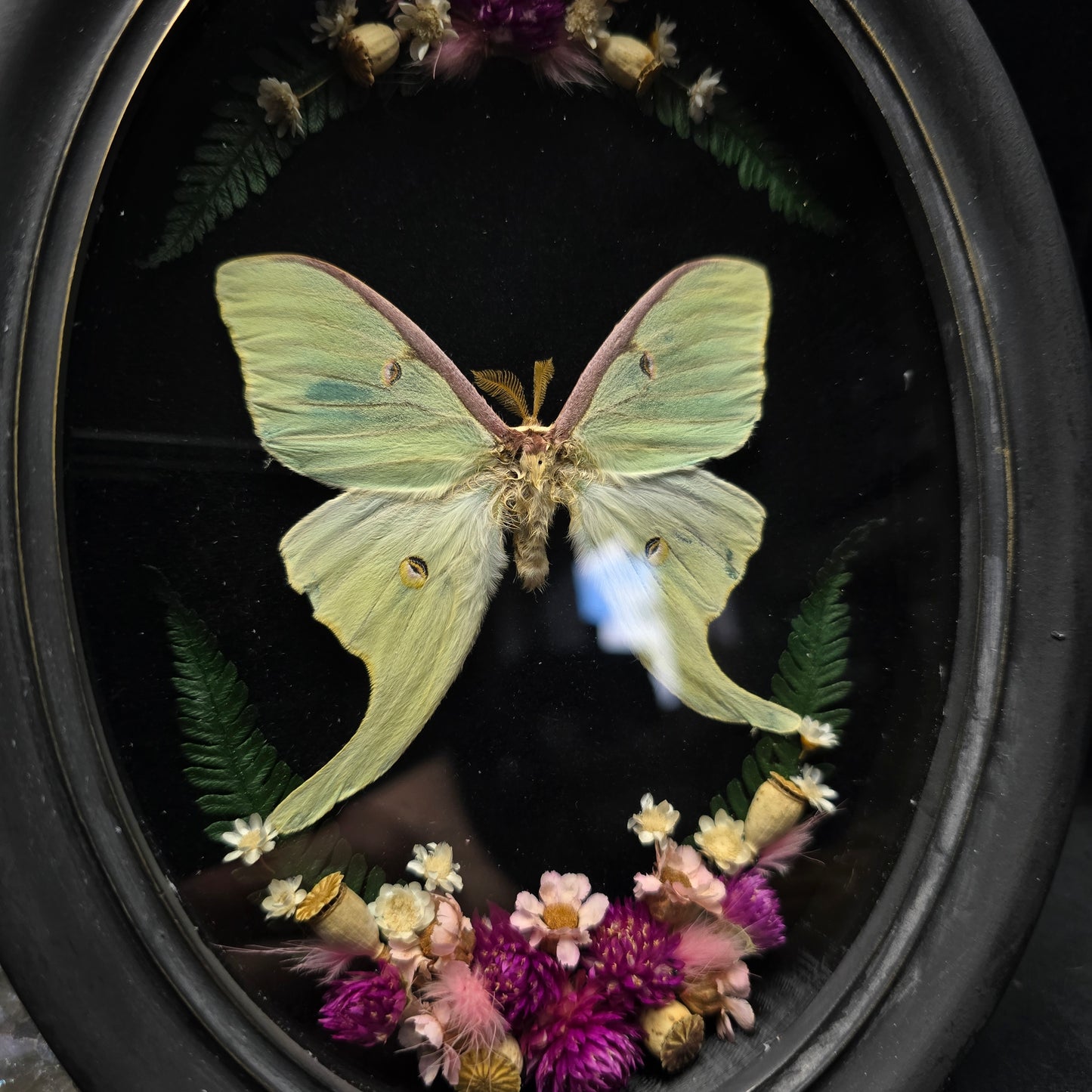 Finest Obituaries | Motte "Actias Luna" in Barockrahmen