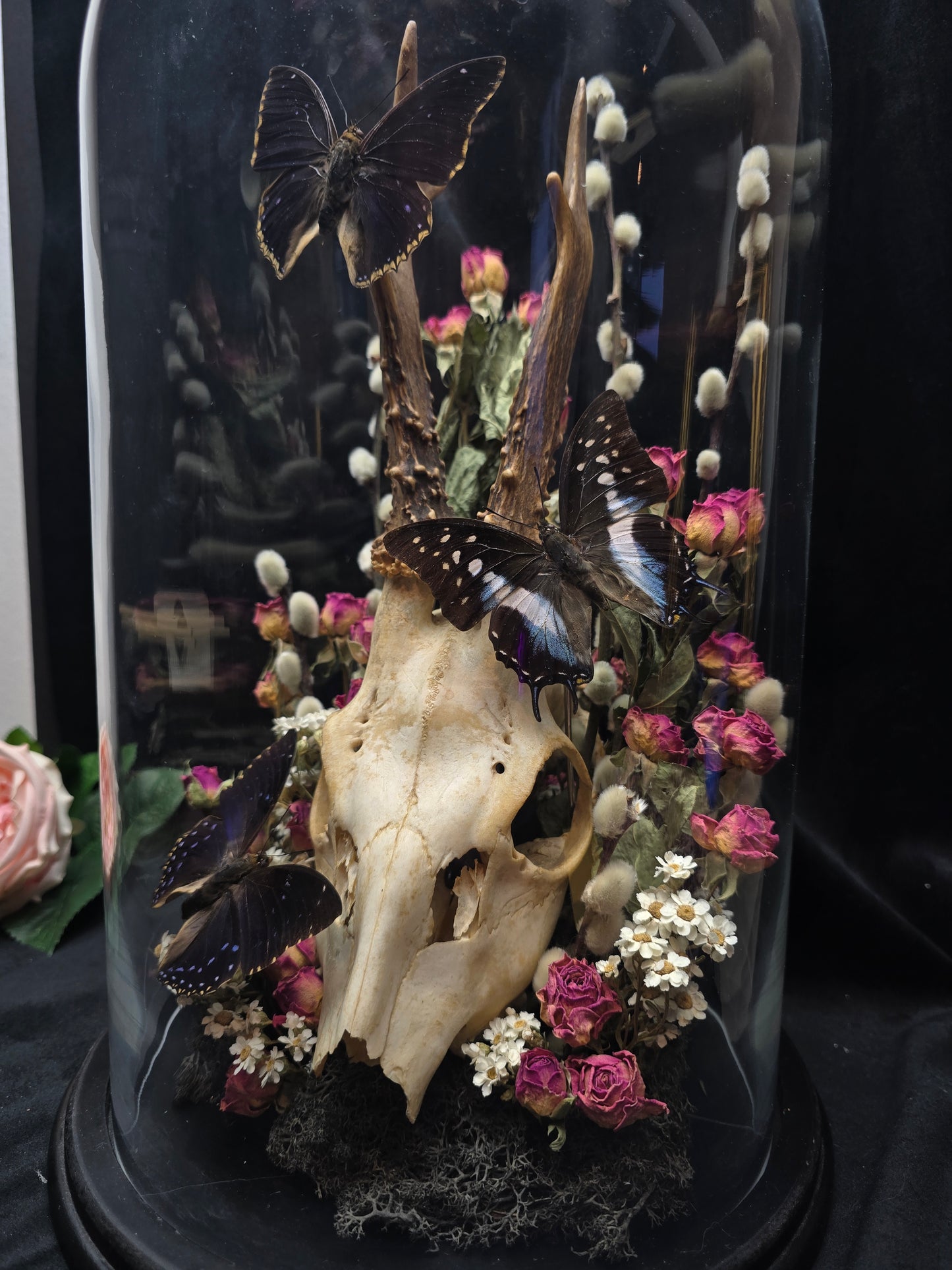 Finest Obituaries | Butterflies in Glass Dome "Charaxes Numenes" and "Polyura Cognatus" with deer skull