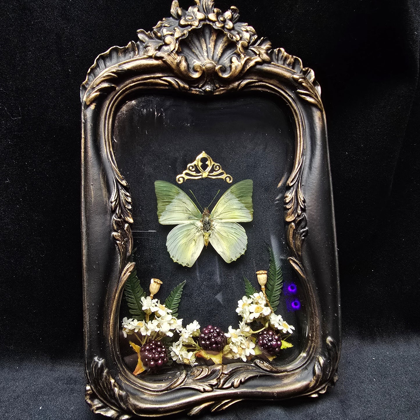 Finest Obituaries | Butterfly "Charaxes Subornatus" in baroque frame
