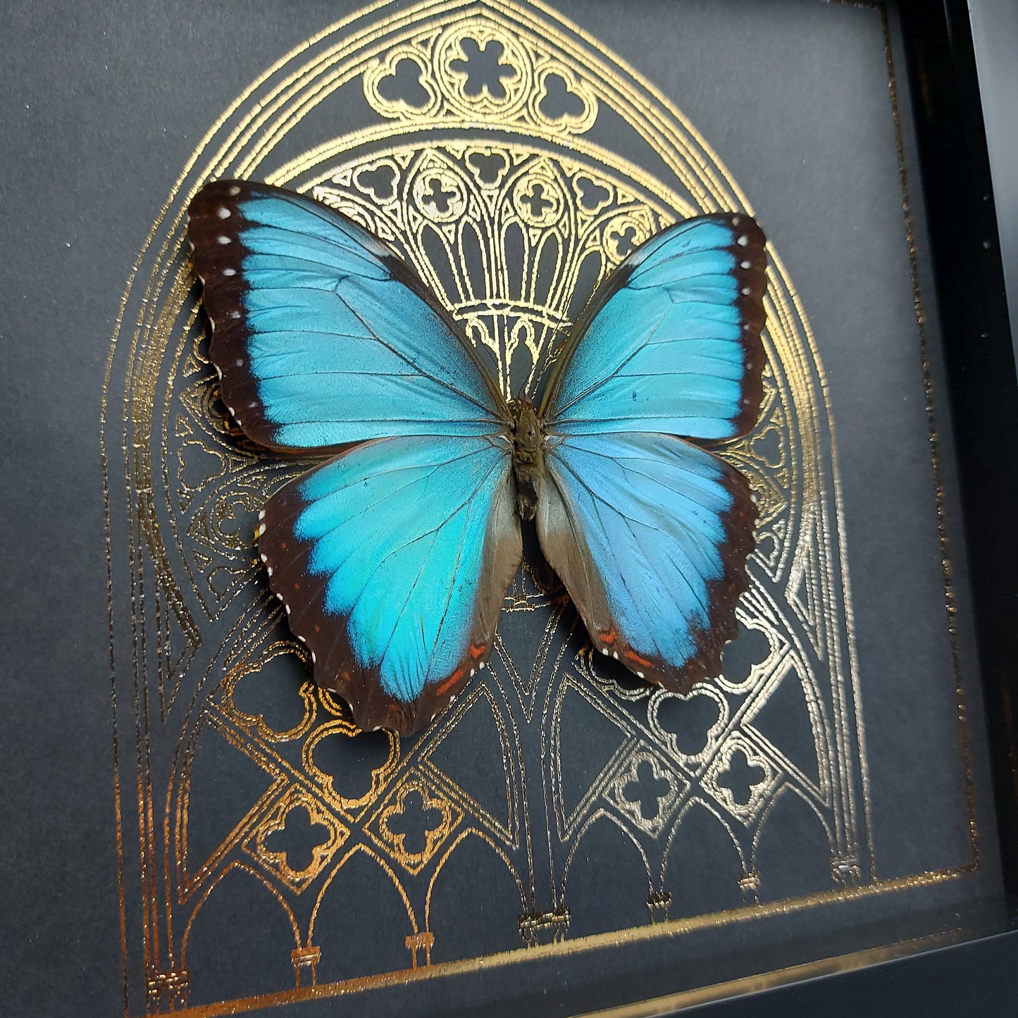 Finest Obituaries | Schmetterling im Rahmen "Morpho Helenor Carillensis"