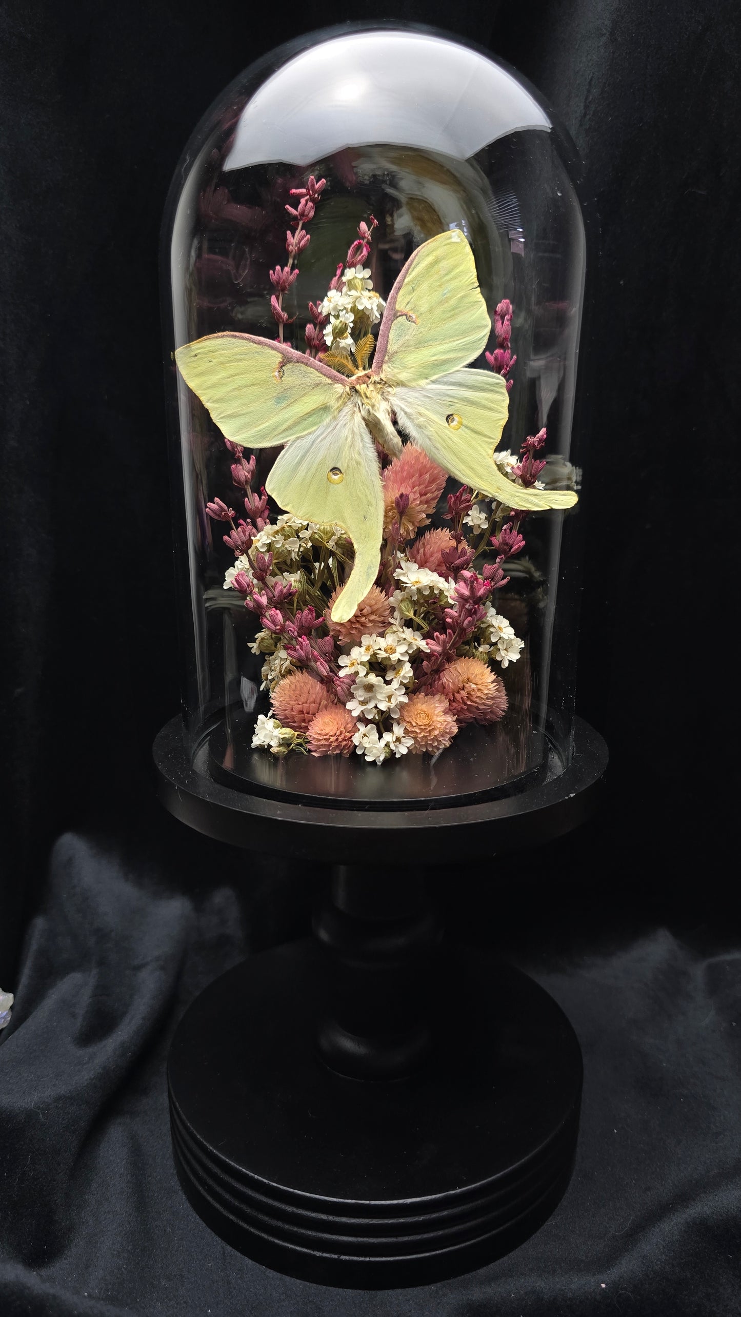 Finest Obituaries | Moth in Glass Dome "Actias Luna"
