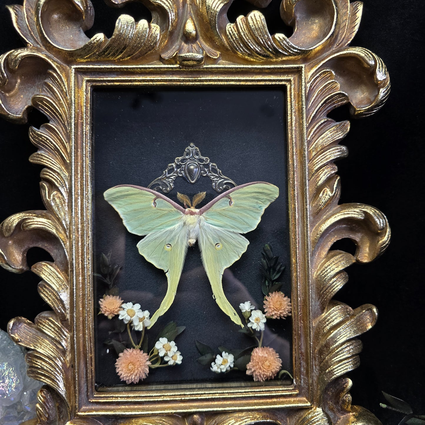 Finest Obituaries | Motte "Actias Luna" in Barockrahmen