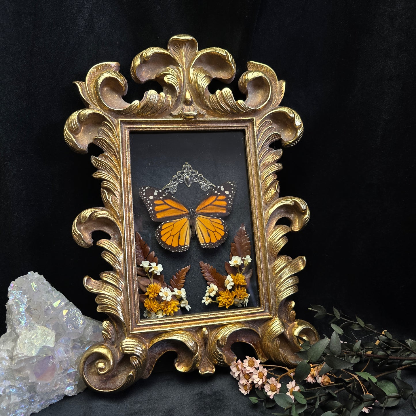 Finest Obituaries | Präparierter Schmetterling "Danaus Plexippus" in Barockrahmen