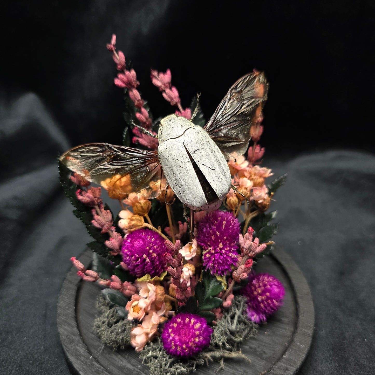 Finest Obituaries | Käfer in Glasglocke "Cyphochilus Candidus"