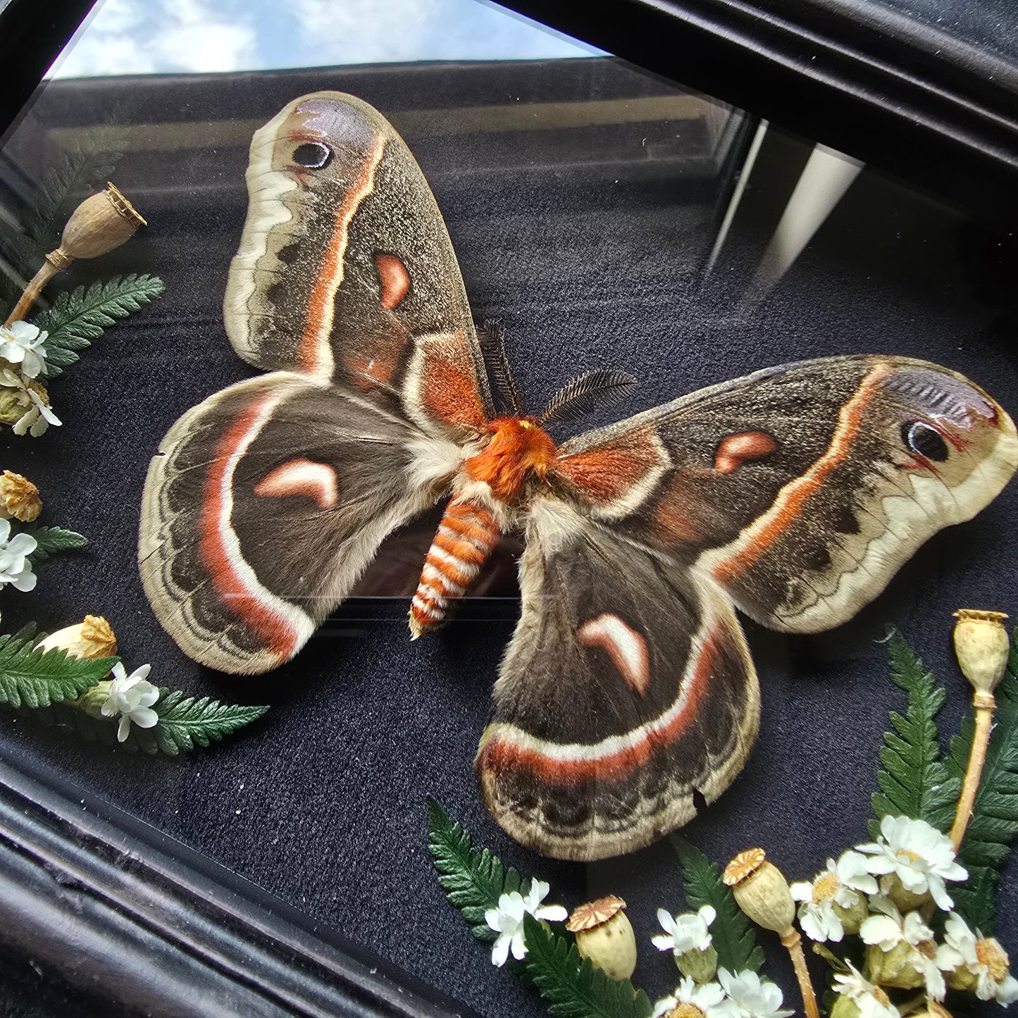 Finest Obituaries | Moth "Hyalophora Cecropia" in Baroque Frame