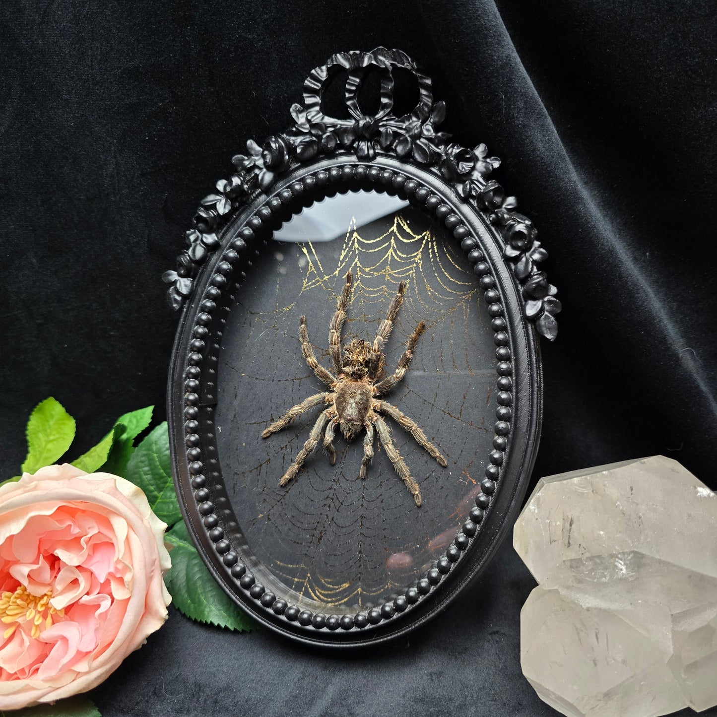 Finest Obituaries | Spider in Baroque Frame