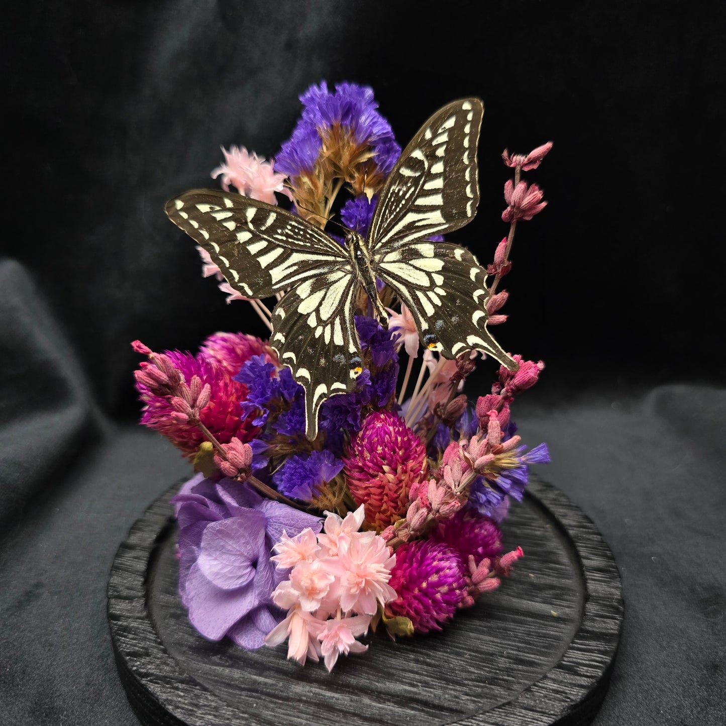 Finest Obituaries | Butterfly in Glass Dome "Papilio Xuthus Xuthus"