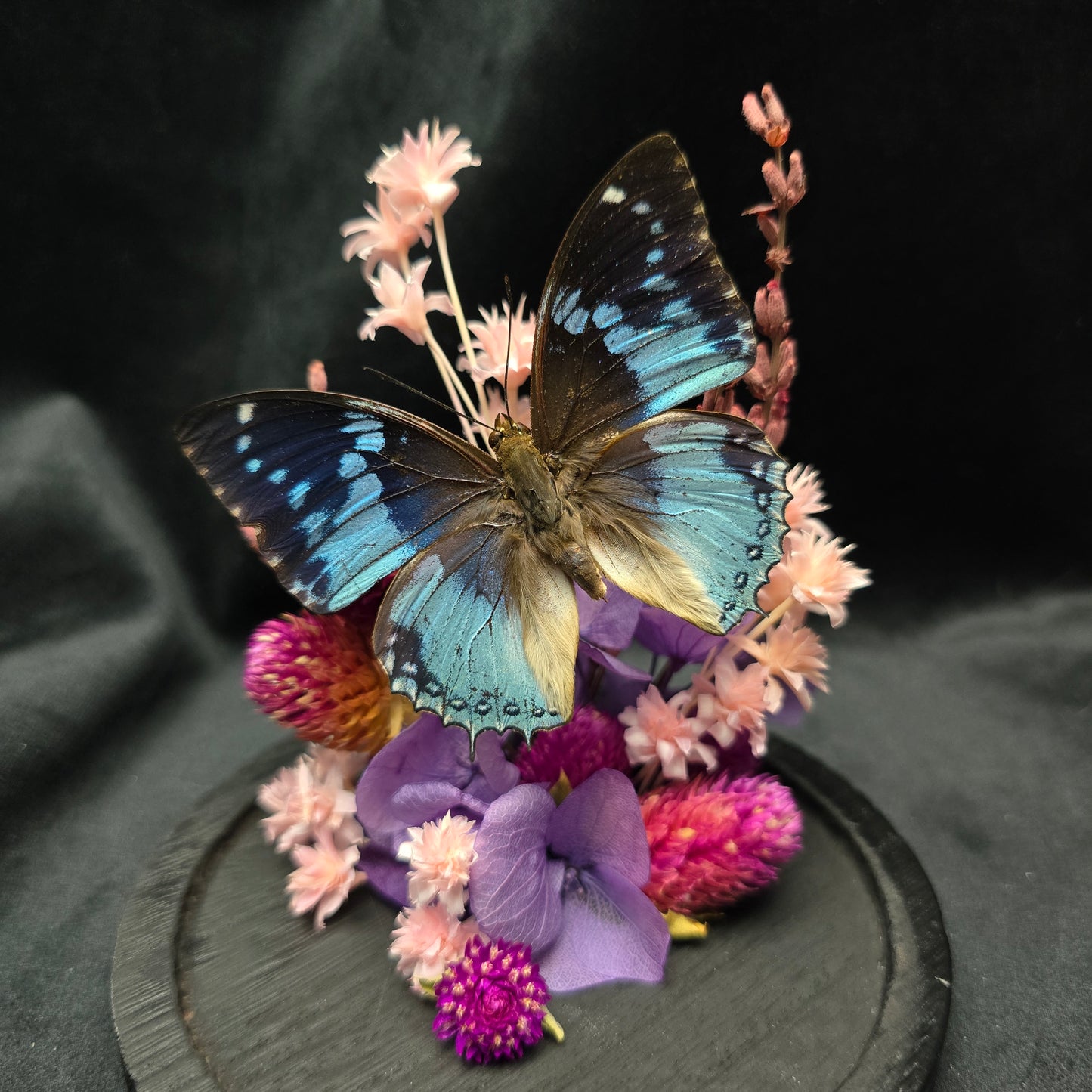Finest Obituaries | Butterfly in Glass Dome "Charaxes Smaragdalis"