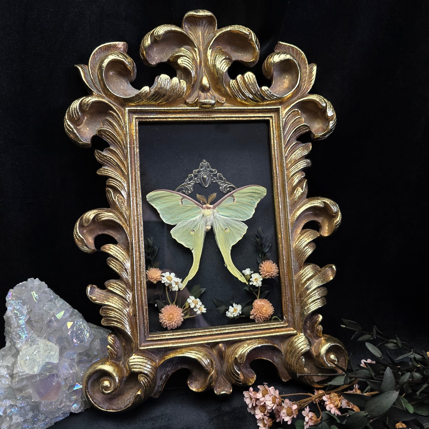 Finest Obituaries | Motte "Actias Luna" in Barockrahmen