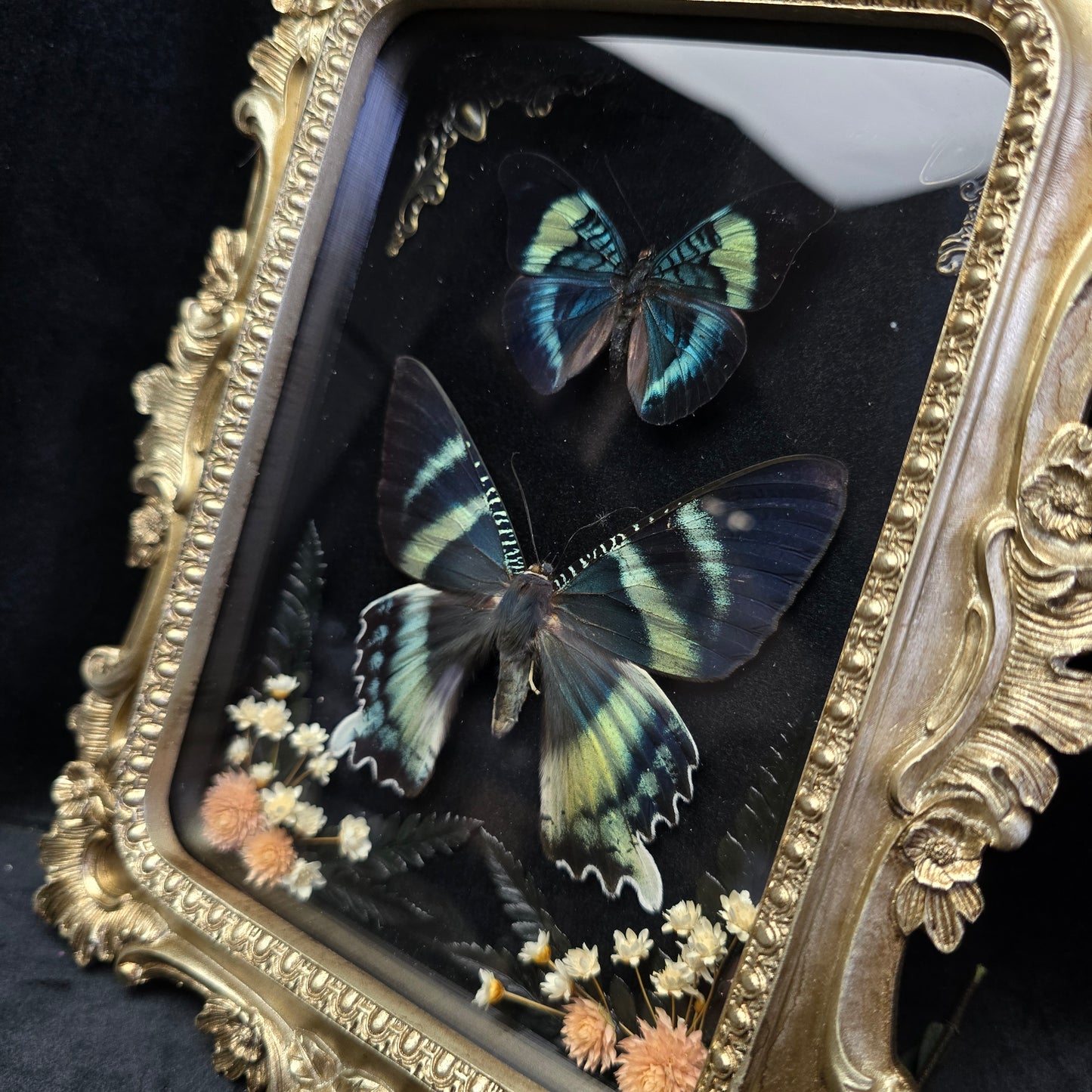 Finest Obituaries | Motte & Schmetterling "Alcides Orontes und Panacea Prola" in Barockrahmen