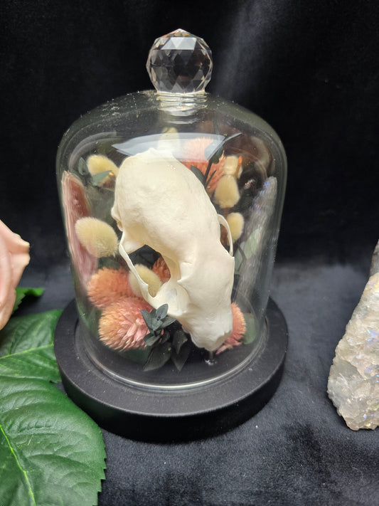 Finest Obituaries | Marten Skull in Glass Dome