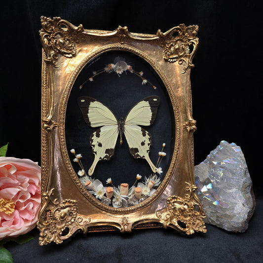 Finest Obituaries | Schmetterling "Dardanus Merionis" in Barockrahmen