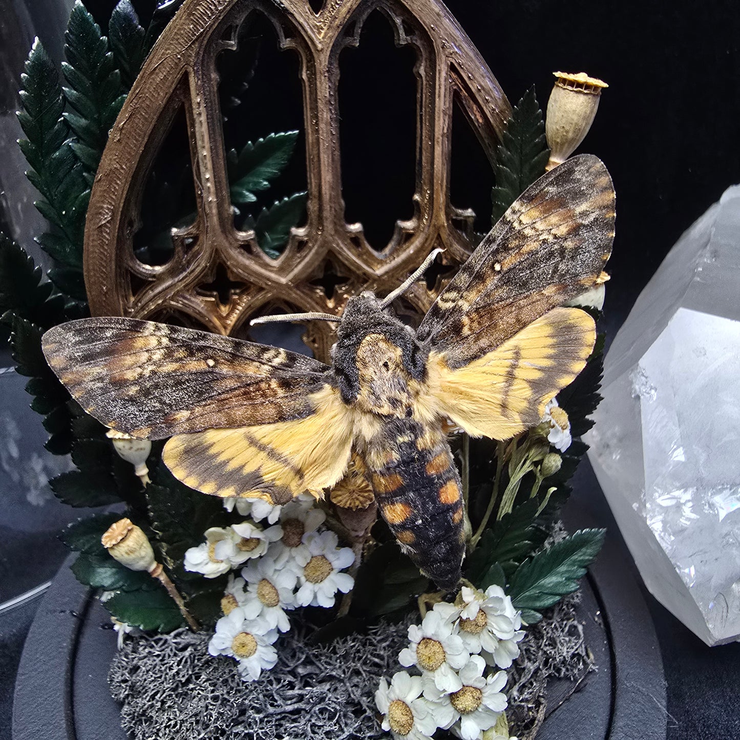 Finest Obituaries | Motte in Glasglocke "Acherontia Atropos"