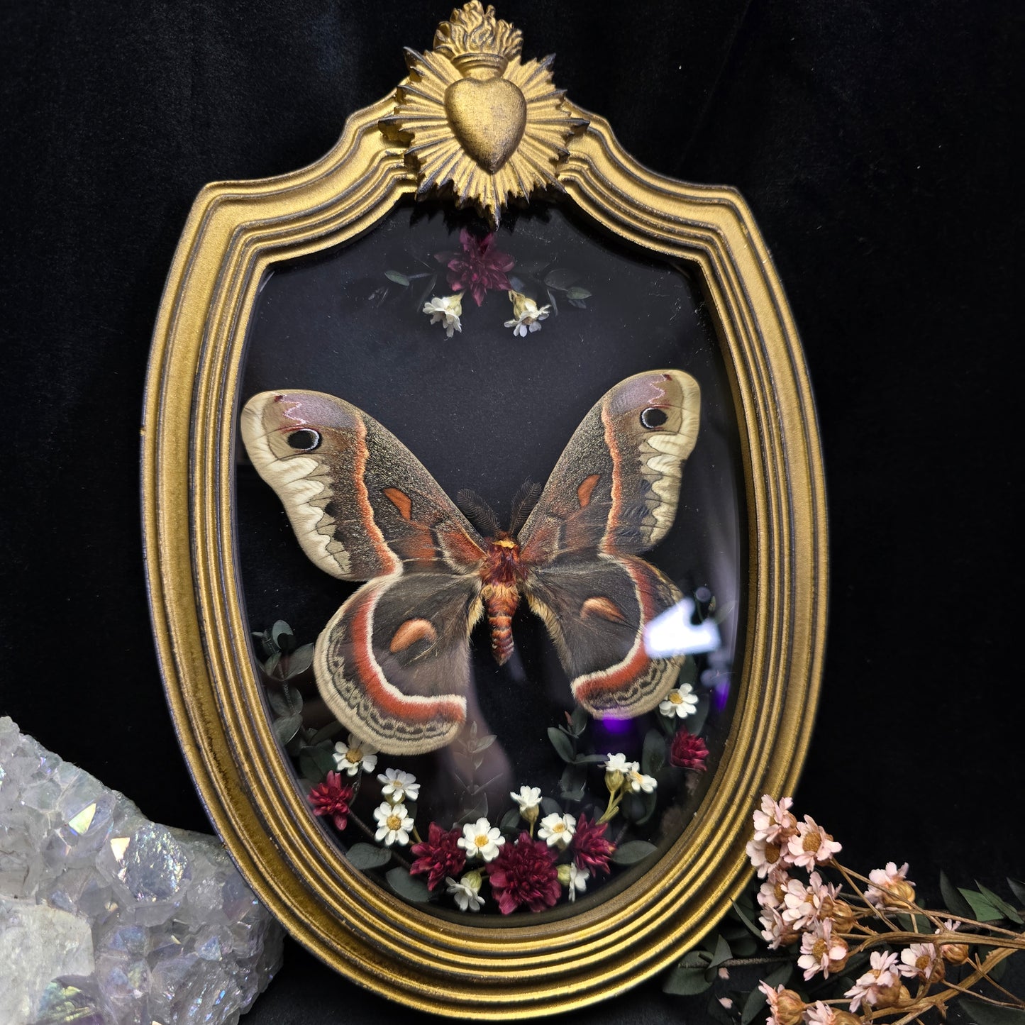 Finest Obituaries | Moth "Hyalophora Cecropia" in Baroque Frame