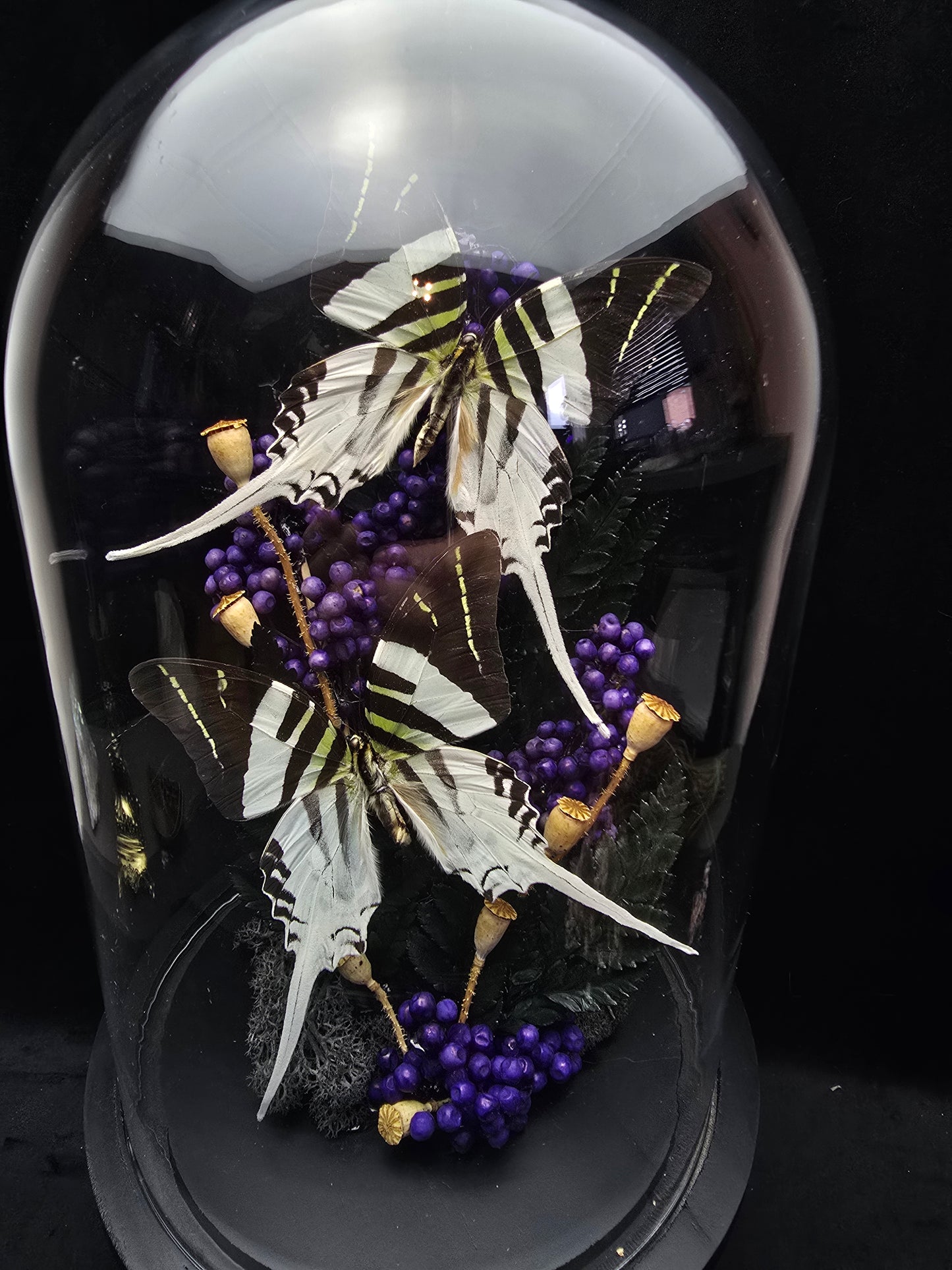 Finest Obituaries | Schmetterlinge in Glasglocke "Graphium Androcles Androcles"