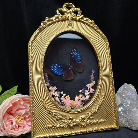 Finest Obituaries | Schmetterling "Chilasia Paradoxa" in Barockrahmen