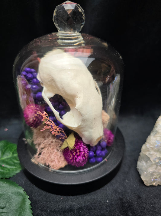 Finest Obituaries | Marten Skull in Glass Dome