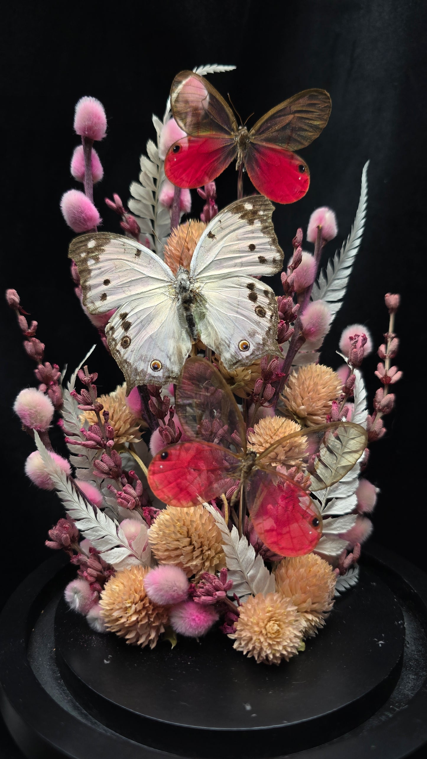 Finest Obituaries | Schmetterlinge in Glasglocke "Cithaerias Aurorina & Protogoniomorpha Parhassus"