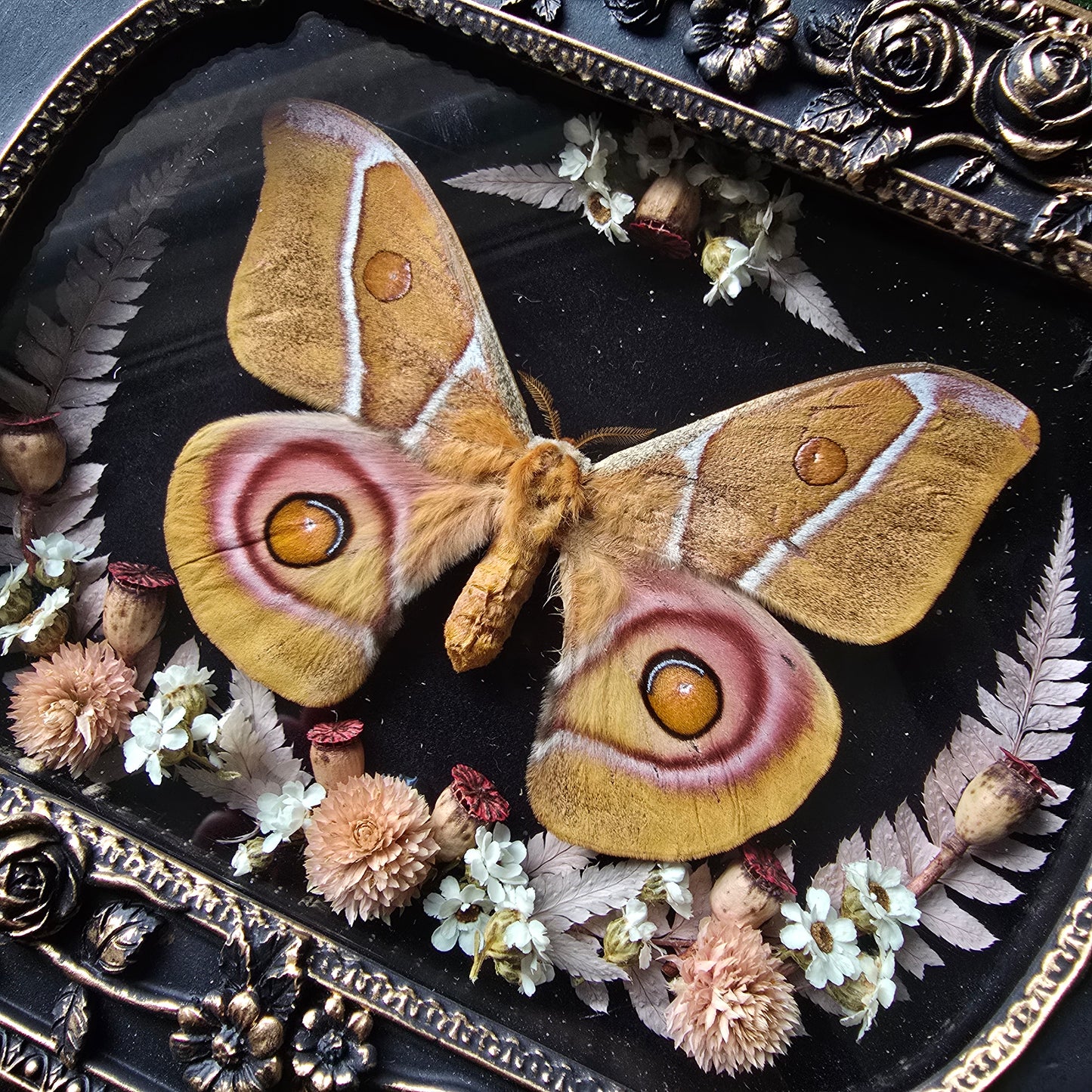 Finest Obituaries | Moth "Antheraea Suraka" in Baroque Frame