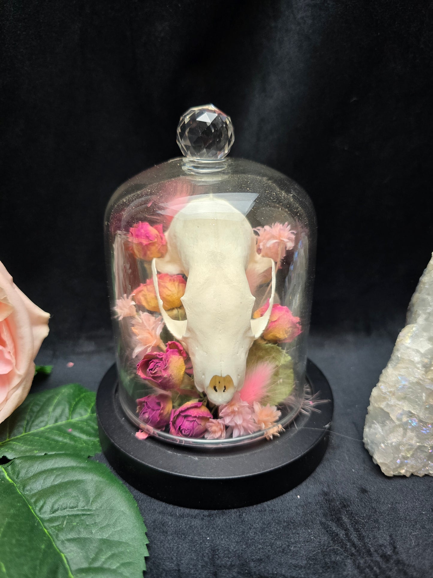 Finest Obituaries | Marten Skull in Glass Dome