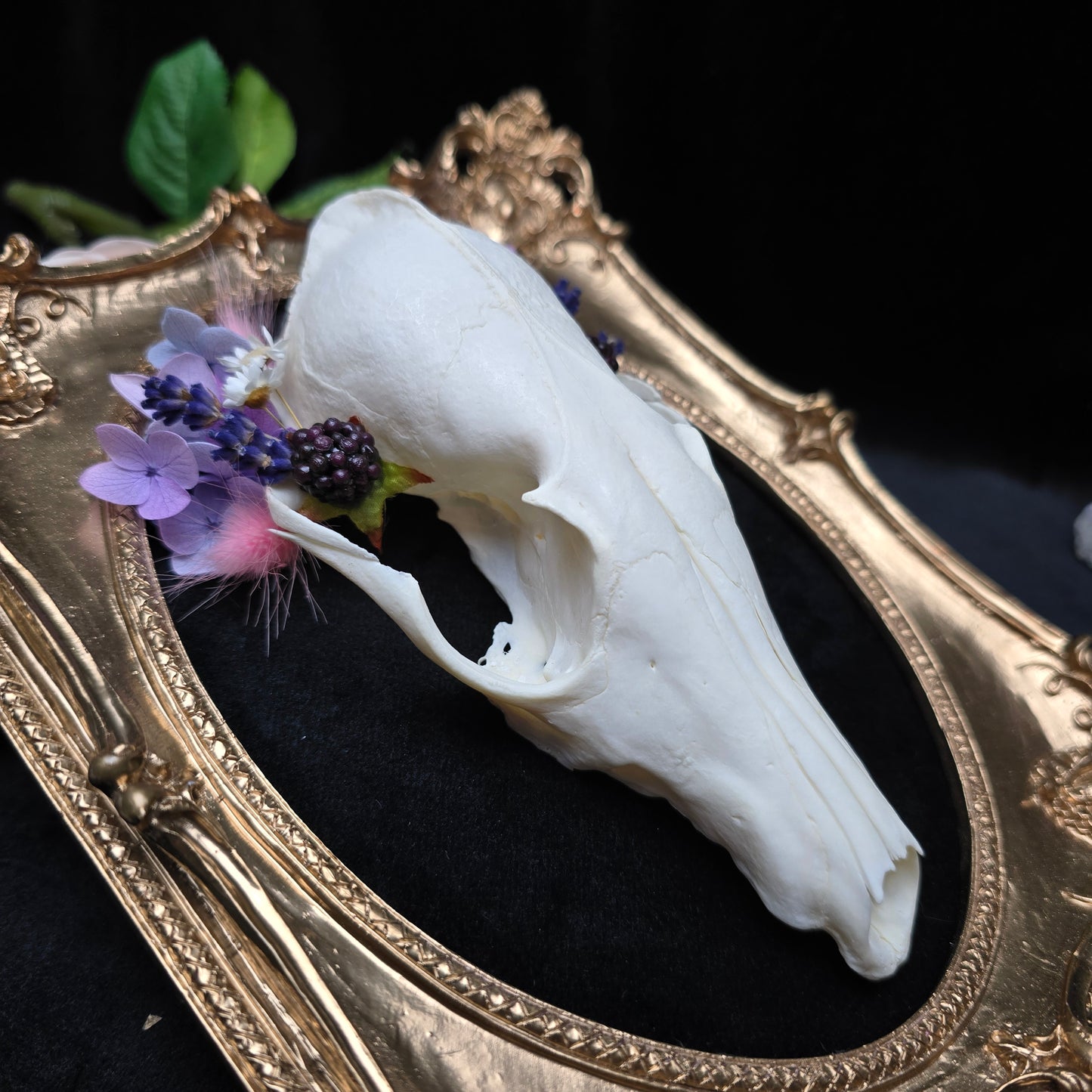 Finest Obituaries | Fuchsschädel im Barockrahmen