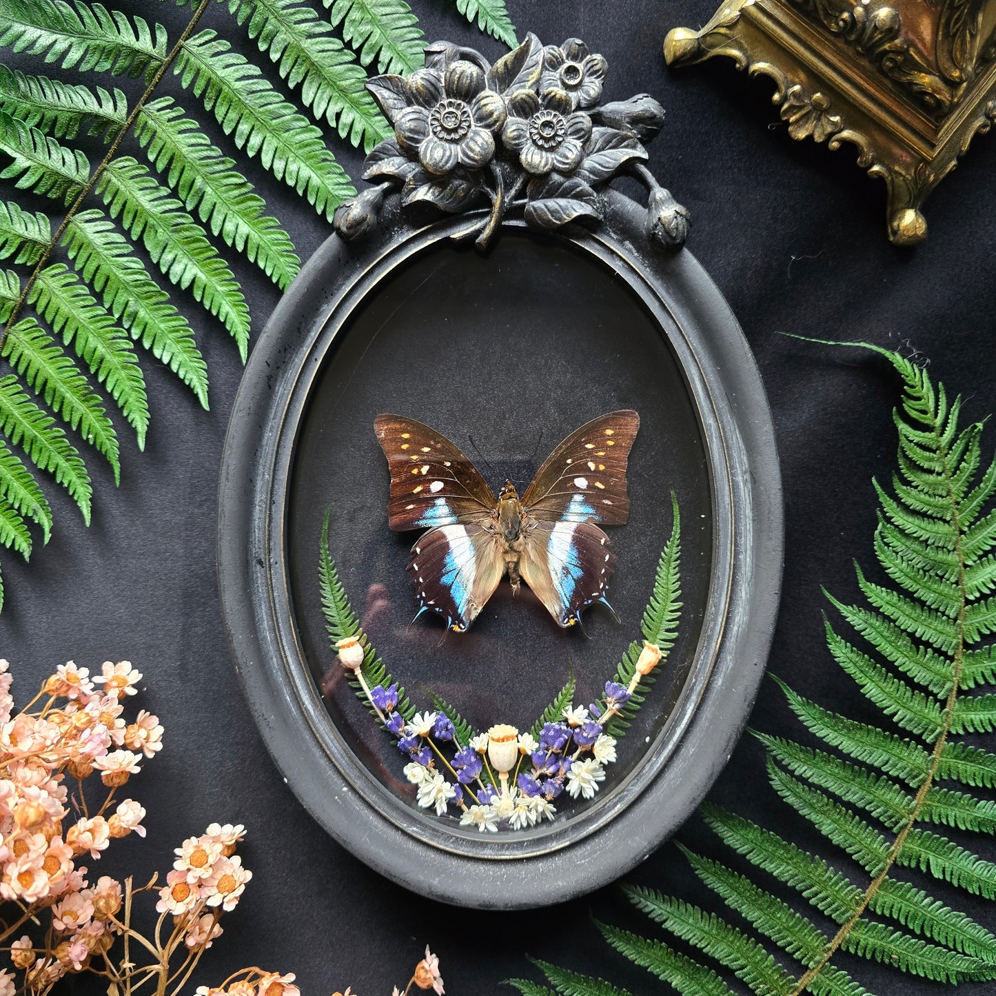 Finest Obituaries | Schmetterling "Polyura Cognatus" in Barockrahmen