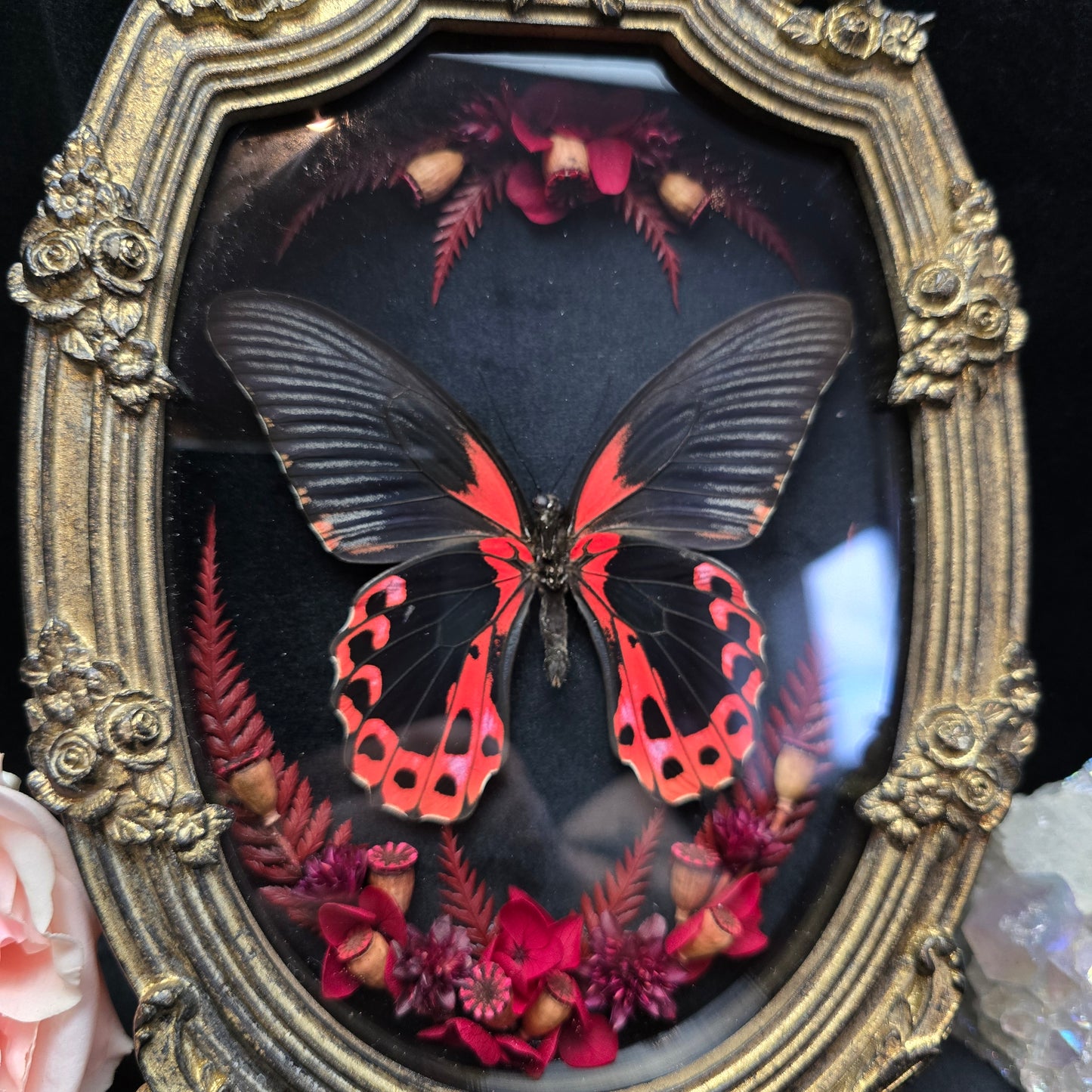 Finest Obituaries |Schmetterling "Papilio Rumanzovia" in Barockrahmen