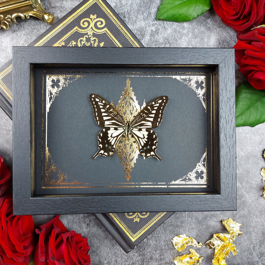 Finest Obituaries | Schmetterling im Rahmen "Papilio Xuthus Xuthus "- auf Kirchenfenster Hintergrund Schaukasten Shadowbox Präparat Display Case Specimen Preparation