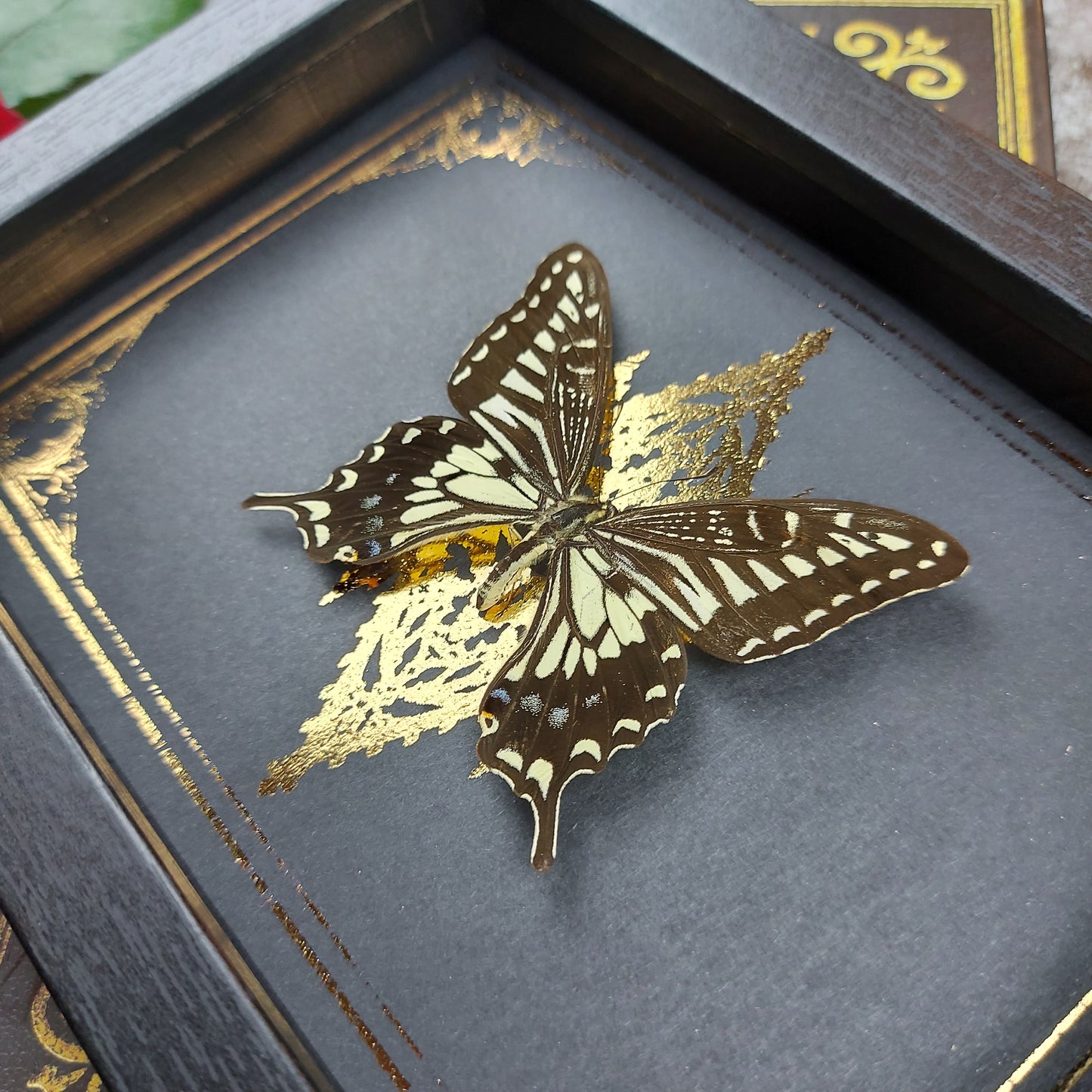 Finest Obituaries | Schmetterling im Rahmen "Papilio Xuthus Xuthus "- auf Kirchenfenster Hintergrund