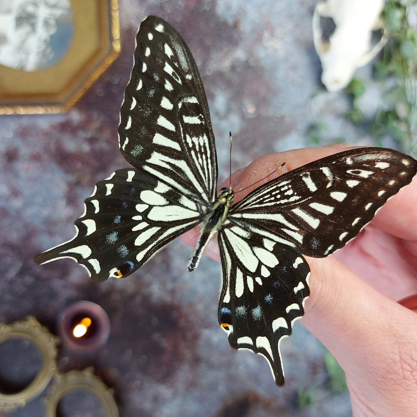 Finest Obituaries | Schmetterling "Papilio Xuthus Xuthus "