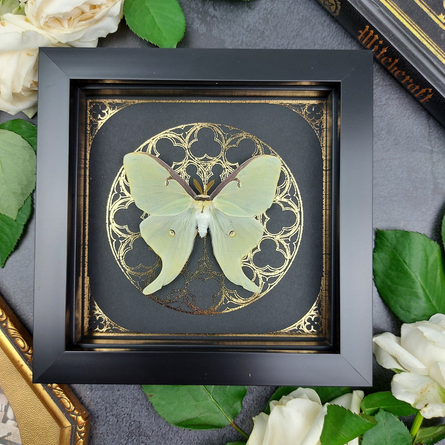 Präparierte Luna Motte im schwarzen Bilderrahmen mit goldenem hingearbeitetem Kirchenfenster-Hintergrund