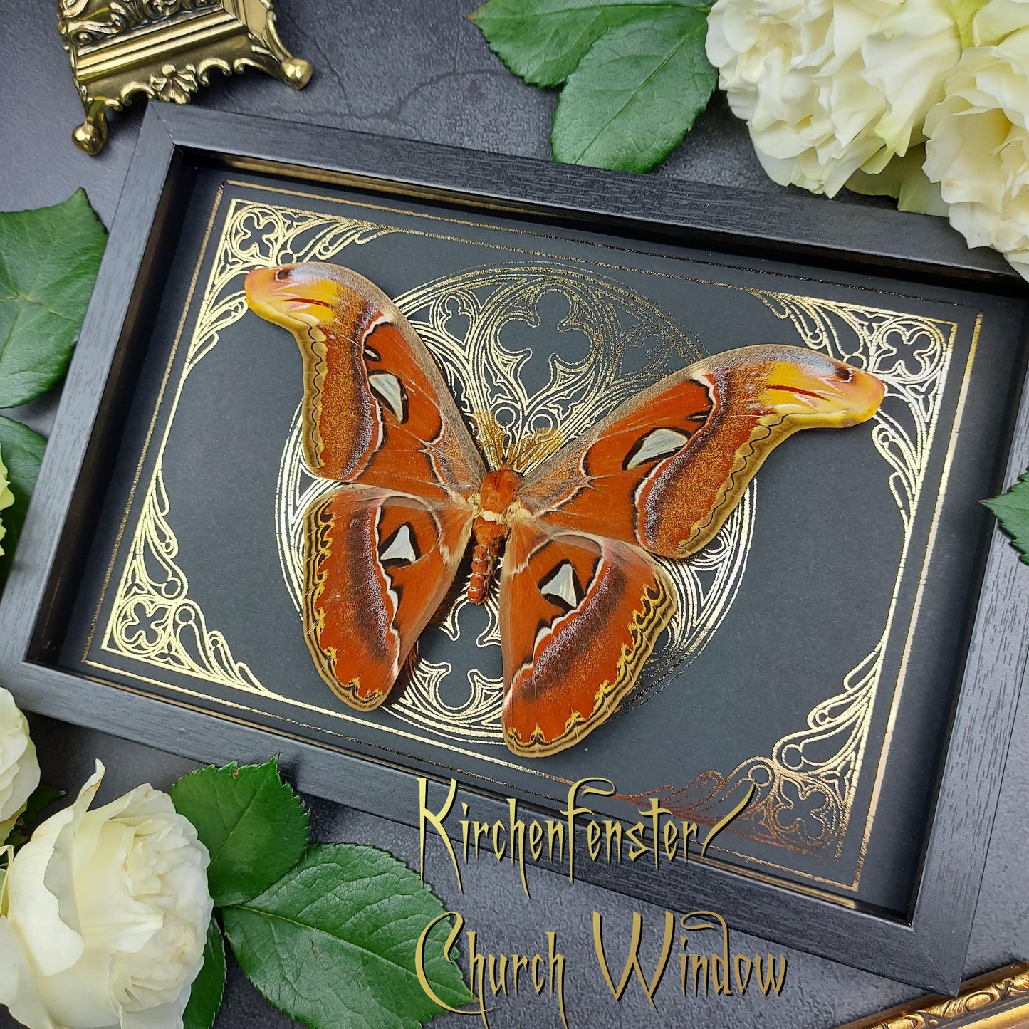 Motte im Rahmen "Attacus Atlas"- auf Kirchenfenster Hintergrund |Finest Obituaries Schaukasten Shadowbox Präparat Display Case Specimen Preparation