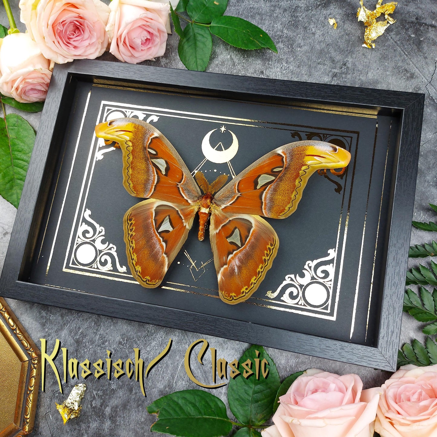 Motte im Rahmen "Attacus Atlas"- auf klassischem Hintergrund |Finest Obituaries Schaukasten Shadowbox Präparat Display Case Specimen Preparation