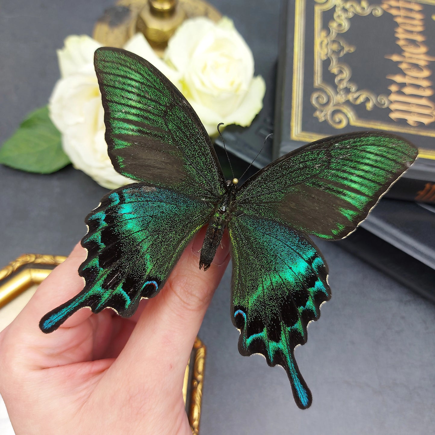 Papilio Maackii Maackii