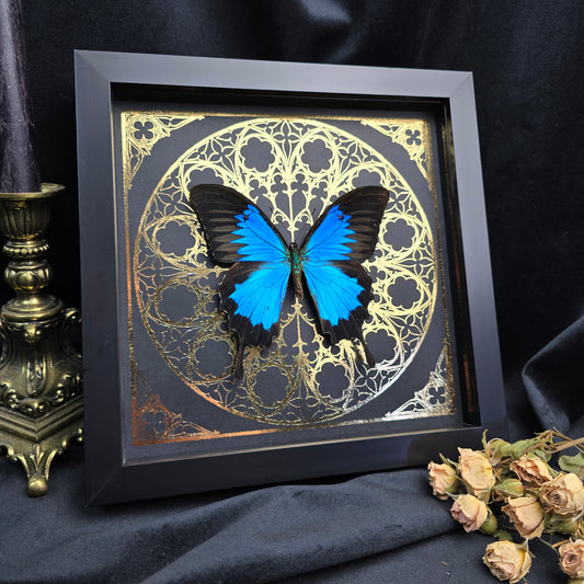 Finest Obituaries | Framed Butterfly "Papilio Ulysses Ulysses"