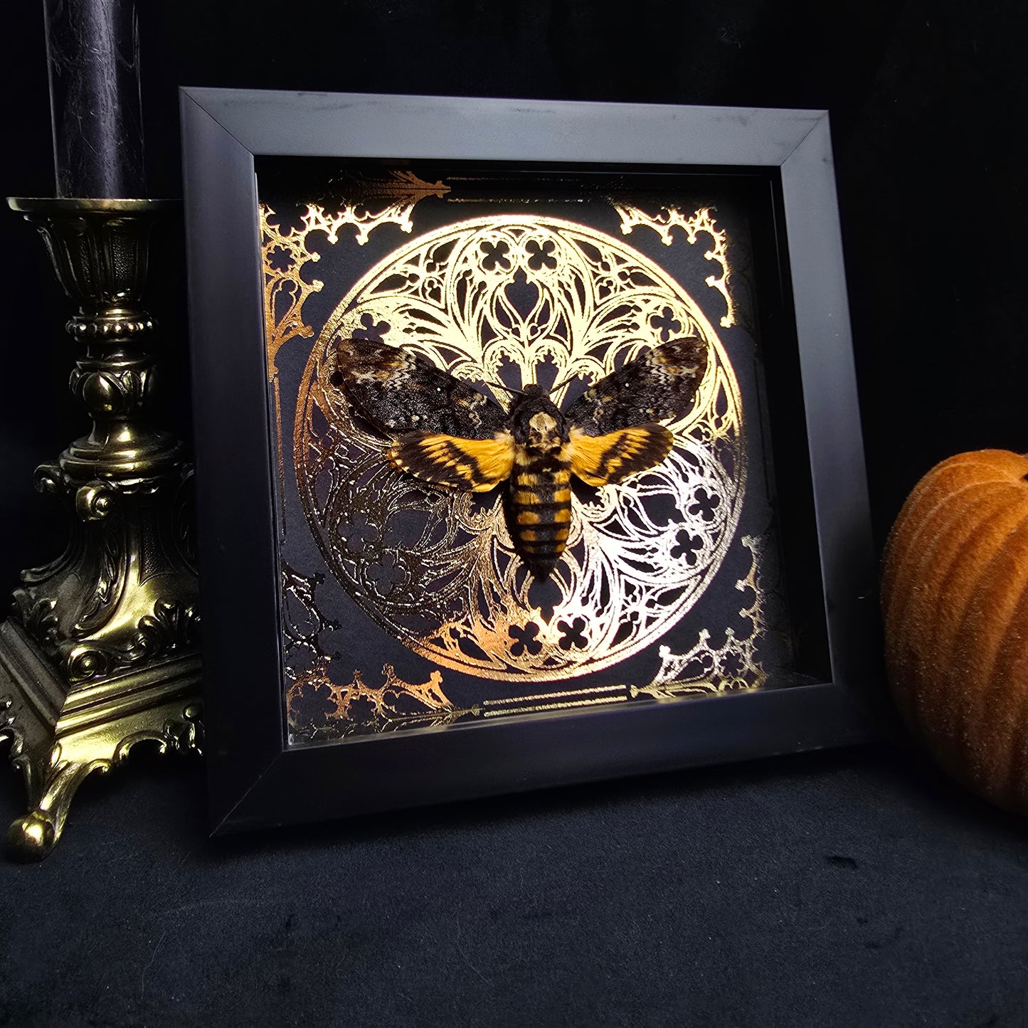 Finest Obituaries | Framed Moth "Acherontia Atropos"