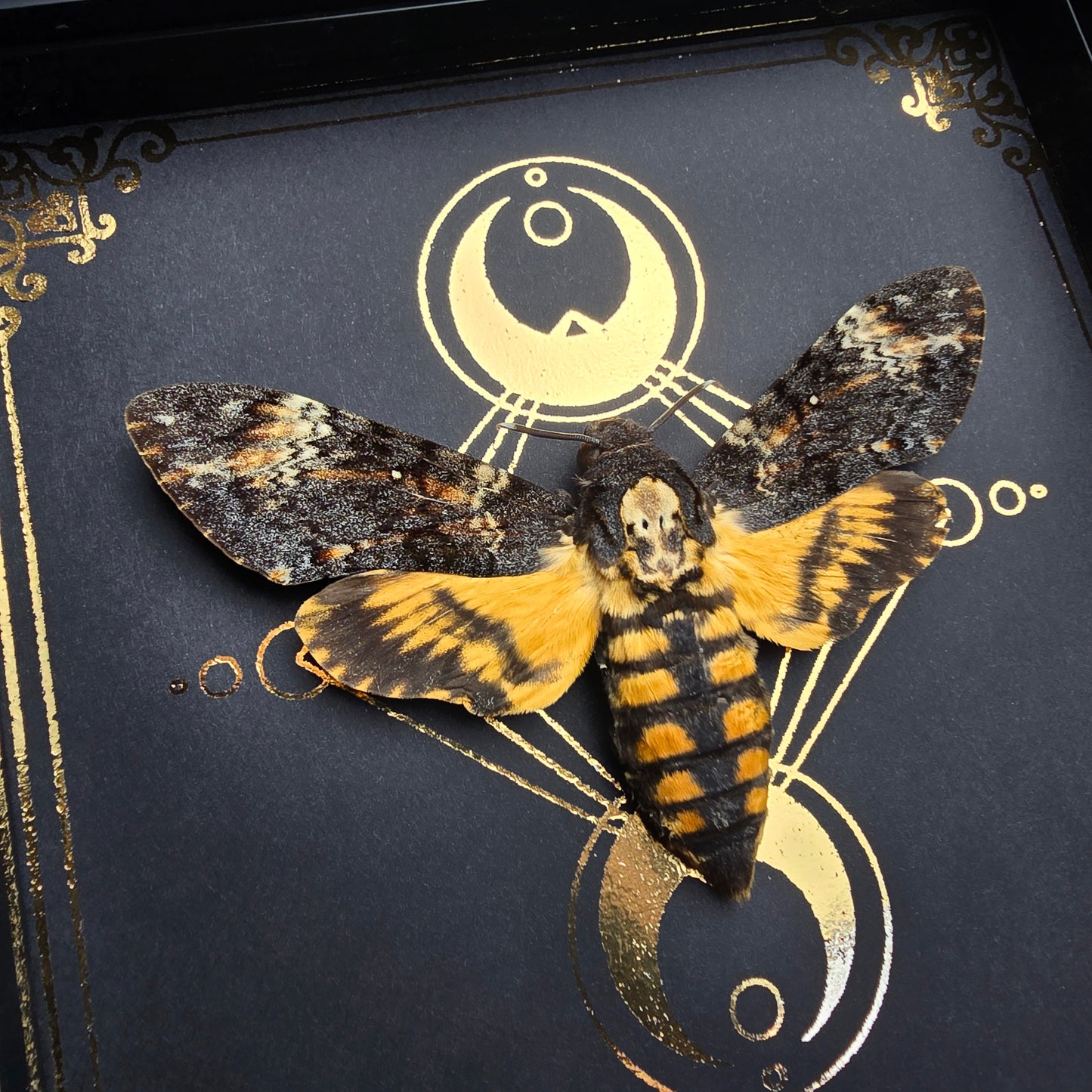 Finest Obituaries | Framed Moth "Acherontia Atropos"