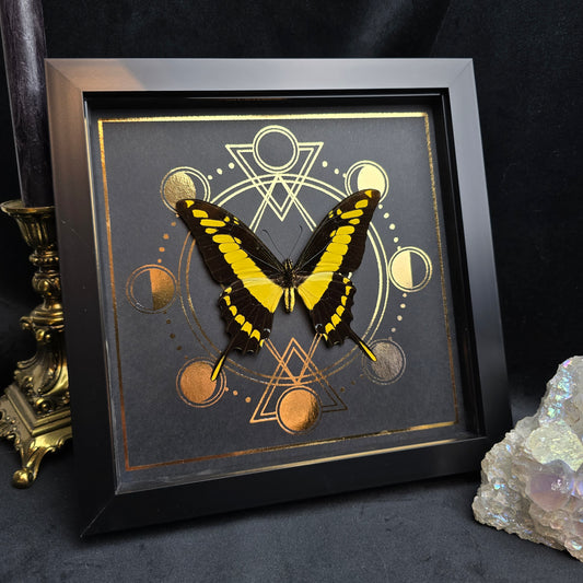 Finest Obituaries | Präparierter Schmetterling im Rahmen "Papilio Thoas" Präparat Taxidermie Ausgestopft specimen mount Insekt