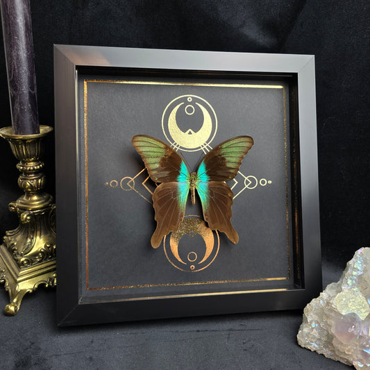 Finest Obituaries | Präparierter Schmetterling im Rahmen "Papilio Peranthus Adamantius" Präparat Taxidermie Ausgestopft specimen mount Insekt