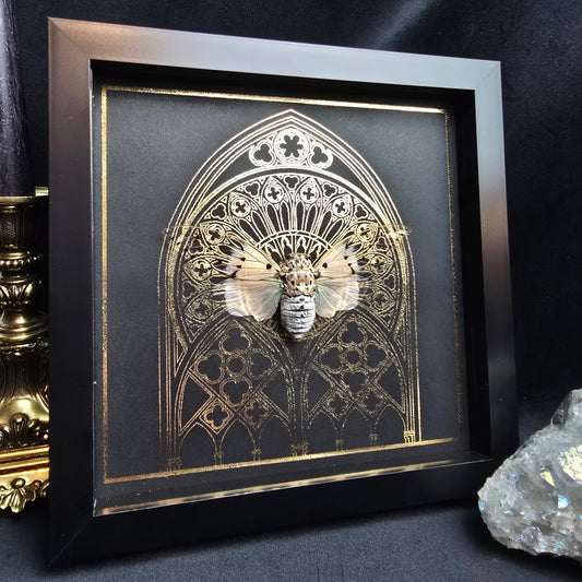 Finest Obituaries | Zikade im Rahmen "Ayuthia Spectabilis"