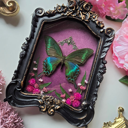 Finest Obituaries | Präparierter Schmetterling "Papilio Maackii Maackii" in Barockrahmen