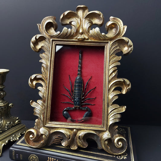 Finest Obituaries | Skorpion "Heterometrus Cyaneus" in Barockrahmen