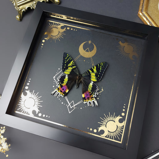 Präparierte Motte im schwarzen Bilderrahmen mit goldenem handgearbeitetem Hintergrund