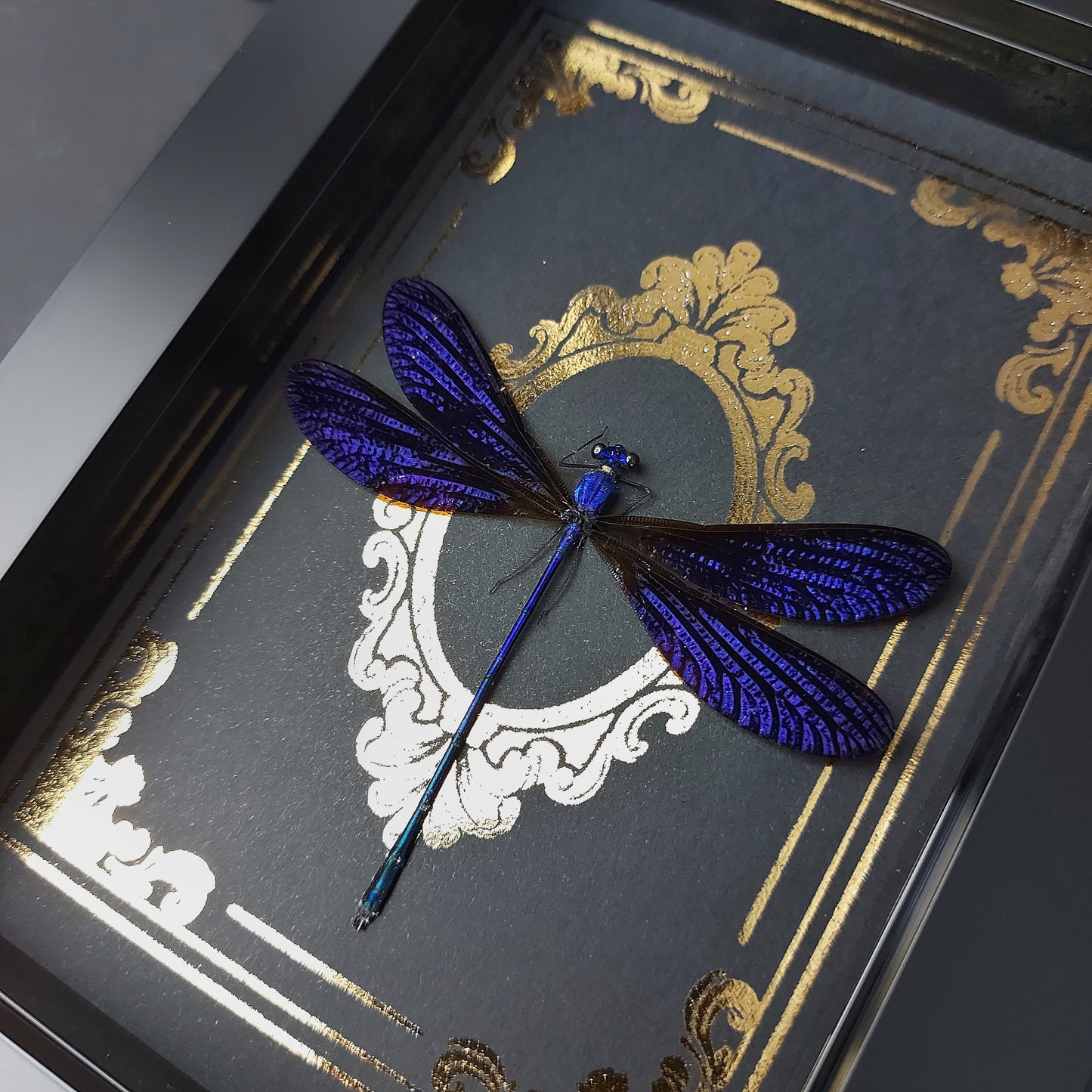 Finest Obituaries |Framed Dragonfly "Vestalis Luctuosa"