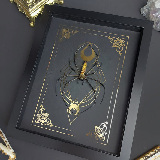 Finest Obituaries | Präparierte Spinne im Rahmen "Nephila Maculata" Präparat Taxidermie Ausgestopft specimen mount Insekt