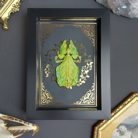 Präpariertes Wandelndes Blatt im Rahmen "Phyllium Pulchrifolium"