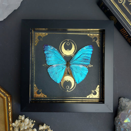 Finest Obituaries | Präparierter Schmetterling im Rahmen "Morpho Adonis"